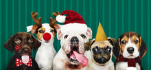 Group Of Puppies Wearing Christmas Costumes