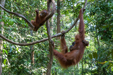 Wall Mural - Mother and baby orangutan in the jungle of Sumatra, Indonesia