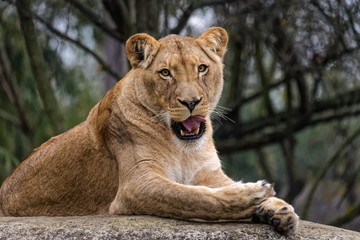 Wall Mural - Lioness cleaning her fur