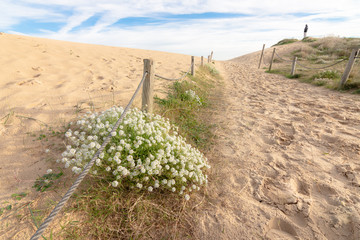 Wall Mural - entrance to the beach