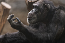 Close Up Of A Male Chimpanzee