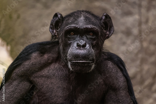 Fotografía Close up of a male chimpanzee
