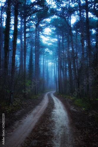 Zdjęcie XXL ścieżka w mglistym lesie