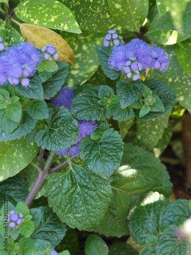 Agetarum Houstonianum Agerate Ou Ageratum Du Mexique Buy This Stock Photo And Explore Similar Images At Adobe Stock Adobe Stock