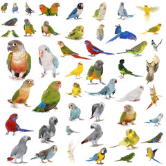 Wall Mural - group of Psittacidae