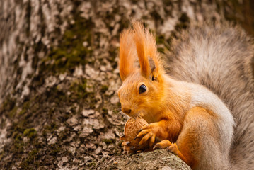 A red squirrel or Sciurus vulgaris also called Eurasian red sguirrel in autumn park forest. Autumn squirrel portrait.