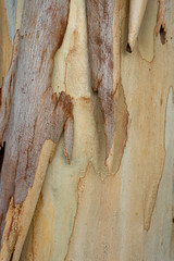 Wall Mural - Close up Eucalyptus tree.