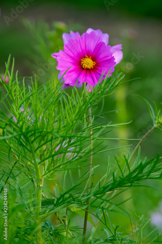Bela Flor Cosmos Buy This Stock Photo And Explore Similar Images At Adobe Stock Adobe Stock