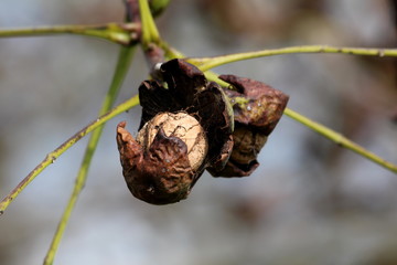 Fully cracked and open wrinkled dark brown walnut husk with fully visible light brown shell still attached to branches on warm sunny day