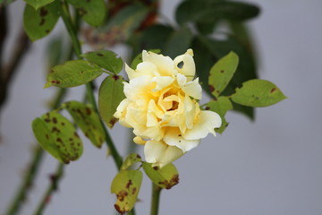 Light yellow blooming rose with leaves starting to wither and fall with green leaves and grey wall background on warm summer day