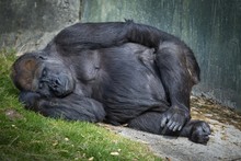 Sleeping Gorilla