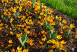 Crocus Orange Monarch grown in the park. Spring time in Netherlands. 