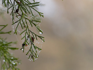 Wall Mural - Wet morning dew on an evergreen with copy space