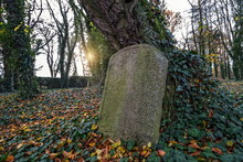 Headstone Leaning At A Tree