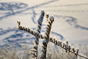 Sticker - Frozen dry plants in winter