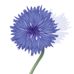 la fleur bleuet et sa tige en gros plan, symbole des poilus de la guerre quatorze.