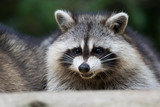 Fototapeta Zwierzęta - fat raccoon portrait