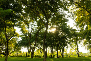 Wall Mural - Beautiful of nature tropical forest while sunset green background with lots of trees.