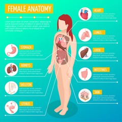 Wall Mural - Female Anatomy Isometric Poster