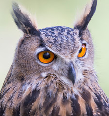 Poster - Eurasian eagle-owl (Bubo bubo) portrait