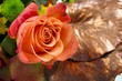 Rose in a floral Arrangement