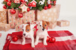 © Aleksandr - Puppies dog jack russell terrier. Christmas decorations with lights background. Happy New Year! Christmas greeting card. Winter card template. Xmas concept. Holiday Banner. Feast of Nativity.