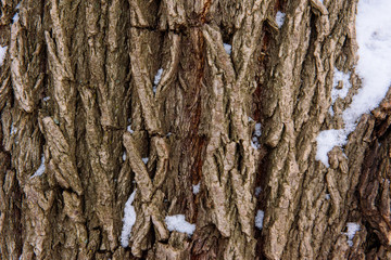  tree, texture, wood