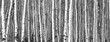 Black and white trees background pattern