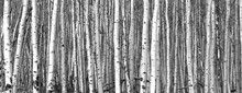 Black And White Trees Background Pattern