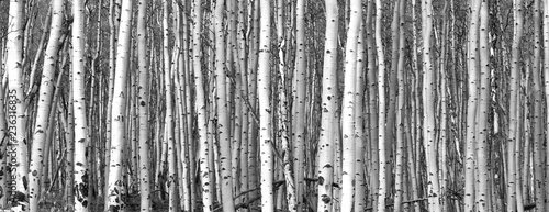 Fotografía Black and white trees background pattern