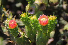 The Blooming Red Flowers Of The Opuntia Cactus