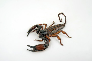 Wall Mural - Riesen Spaltenskorpion / Weibchen (Hadogenes troglodytes) - Flat Rock Scorpion / female