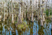 Cypress Swamp Along Loop Road In Big Cypress National Reserve, Everglades, Florida, USA
