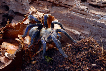 Wall Mural - Blaue Thai-Vogelspinne (Cyriopagopus lividus / Haplopelma lividum) - cobalt blue tarantula