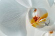 Weiße Orchideen-Blüte Phalaenopsis close up