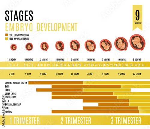 Fotografía Embryo development month and trimester stages vector illustration isolated on white background