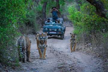 Wall Mural - A road block by a male tiger and his cubs on a jungle trail in an evening safari at Ranthambore Tiger Reserve, India