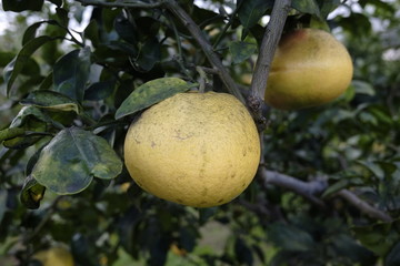 Wall Mural - farmer collects citrus fruits in the garden