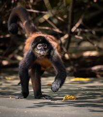 Wall Mural - Spider Monkey in Costa Rica 