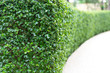 Perspective of green curve trimmed fence.Evergreen tree wall hedge.
