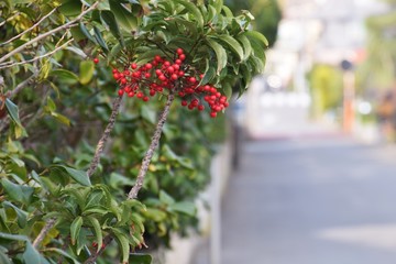 Sticker - Ardisia crenata fruits (Coral bush)