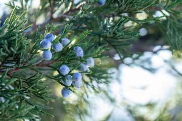 Beautiful bush of a juniper with berries