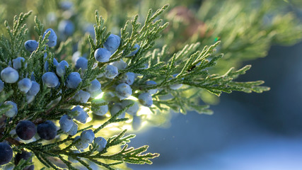 Beautiful bush of a juniper with berries