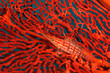 Long-nose hawkfish on red coral