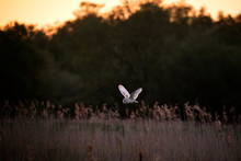Barn Owl Flying Over Field During Sunset