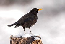Blackbird (Turdus Merula) Stands On Tree Stump In Snow, Male, Tyrol, Austria, Europe