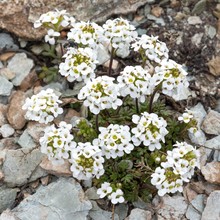 Hornungia Alpina (Pritzelago Alpina), On Stony Ground, Grisons, Switzerland, Europe