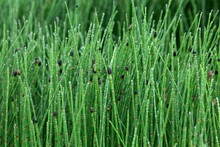 Coloured Horsetail (Equisetum Variegatum) With Drops Of Water, Iceland, Europe