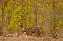 Bengal Tiger (Panthera Tigris Tigris), Tigress With Two Young, Lying On The Ground, Bandhavgarh National Park, Madhya Pradesh, India, Asia
