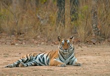 Bengal Tiger Resting On Ground In Bandhavgarh National Park,  India